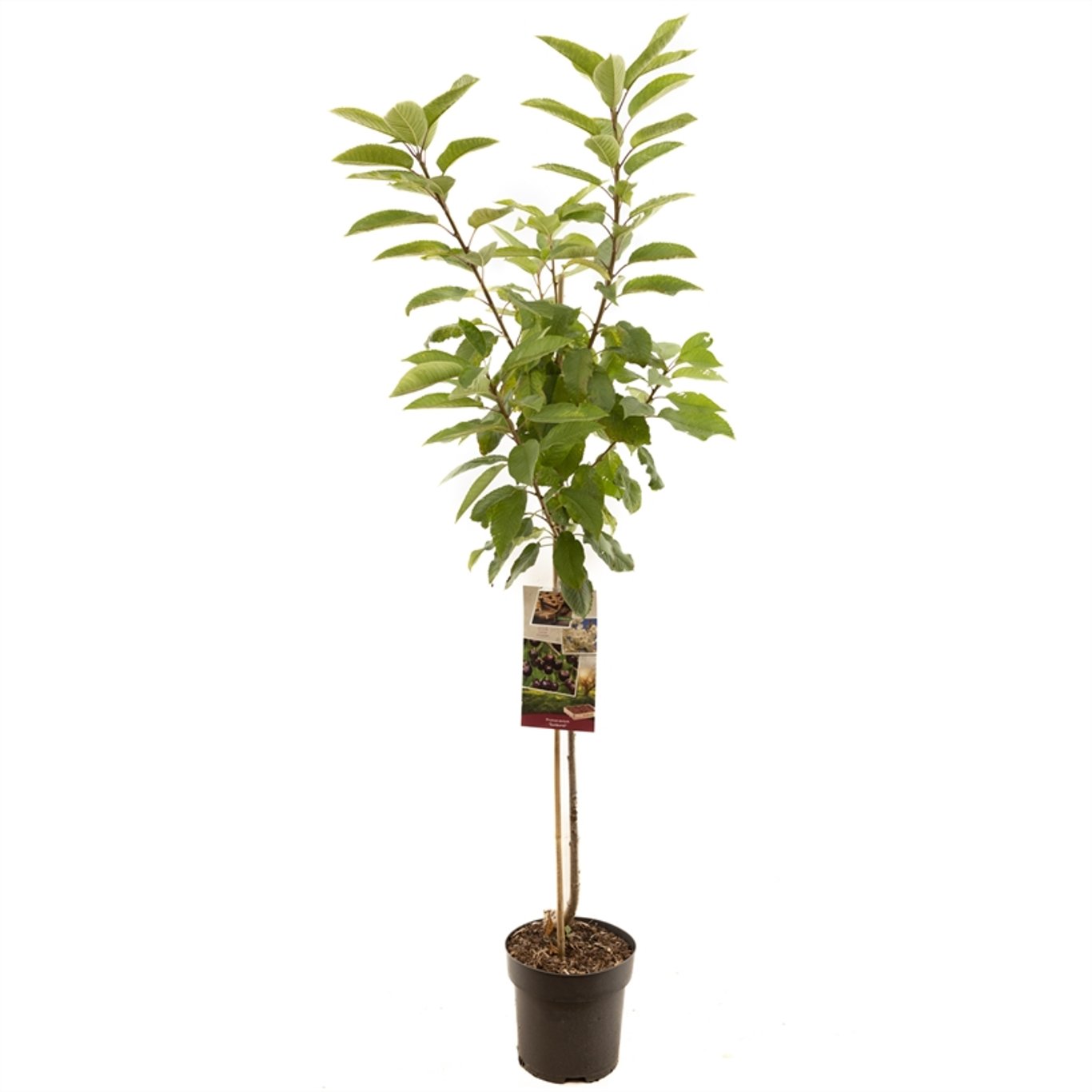 Prunus a. 'Sunburst' - C7.5 Halfstem